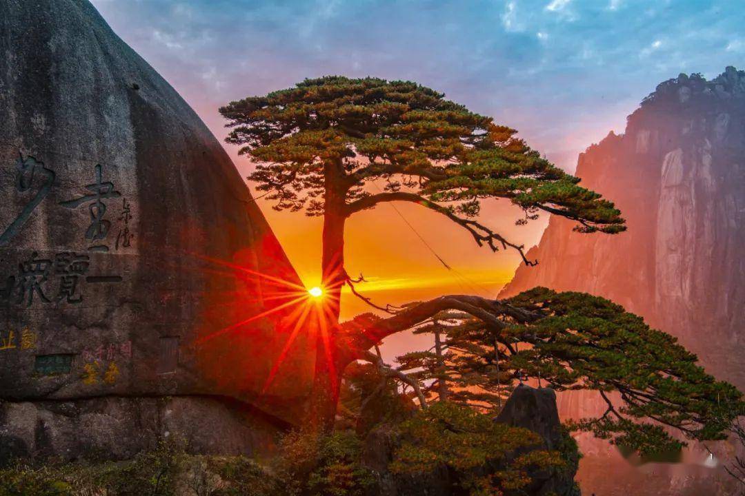 迎客松,岁月中的绝美风姿