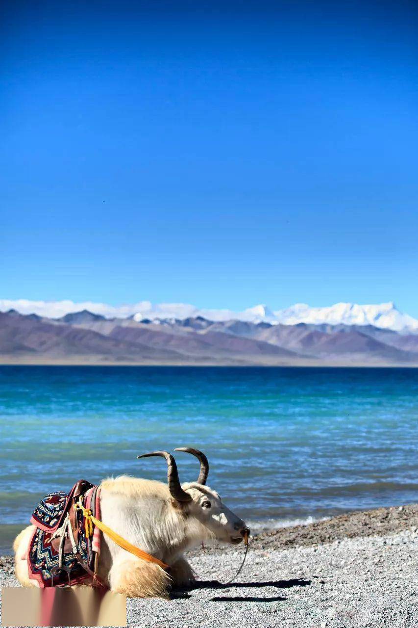 湖面_唐古拉山_湖水