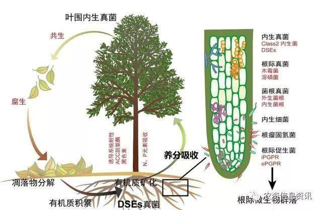 土壤微生物是土壤中我們本身用肉眼看不見或者看不清的微小生物的總稱