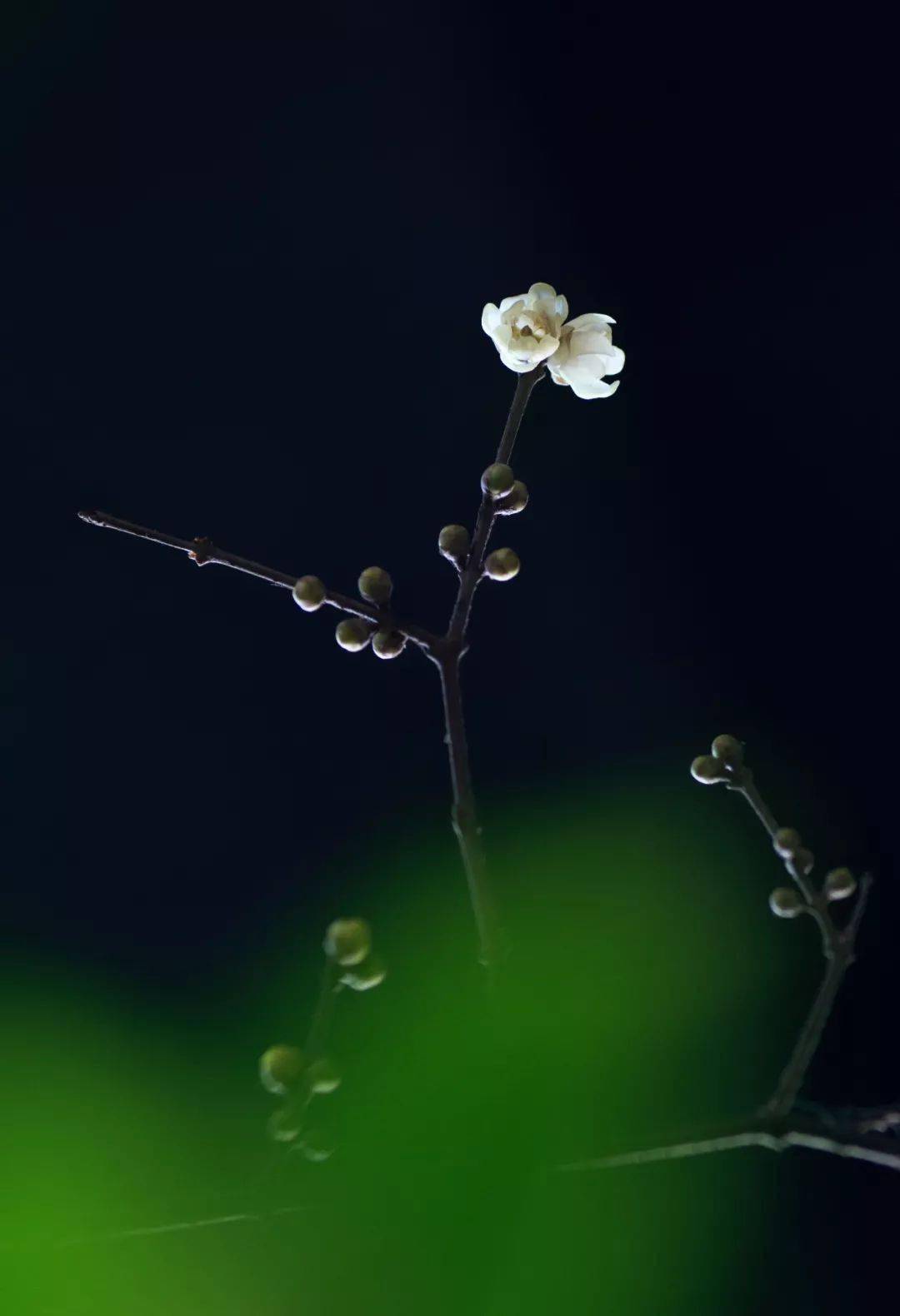 使用大光圈将树叶完全虚化处理的画面又是一种意境