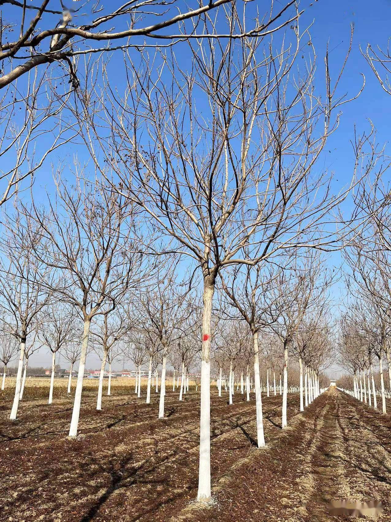 45種行道樹特性和應用_土壤_萌芽_氣候