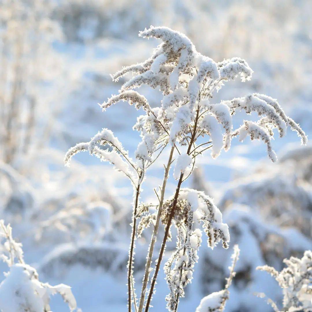 小雪景图片大全唯美图片