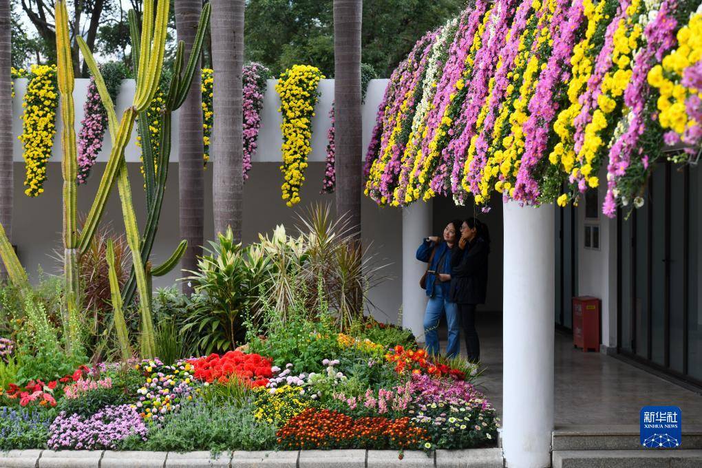 "菊荟万象"第39届深圳菊花展精彩纷呈_新华社_梁旭_布展