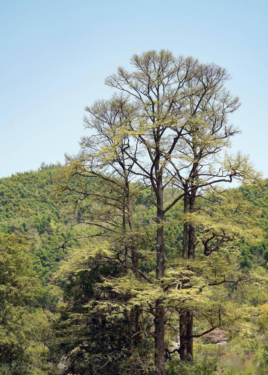 45种行道树特性和应用