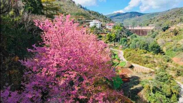 有一种叫云南的生活｜粉色浪漫来袭！昆明陡坡村的冬樱花开好了