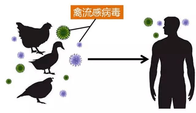 目前发现能感染人的禽流感病毒有:h5n1,h5n6,h9n2,h7n7,h7n2亚型毒株.