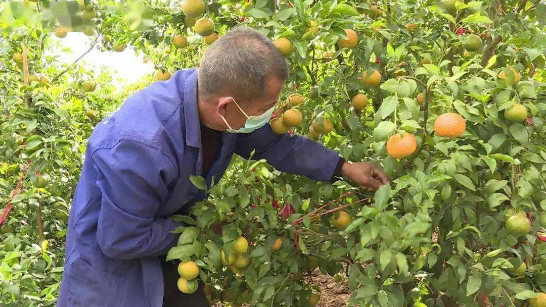 家住弥渡县德苴乡德苴村的罗玉安自2015年起就在自家和承包的8亩山地