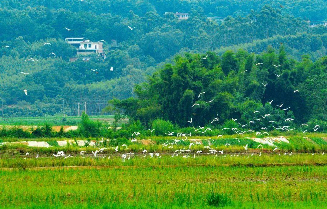 文明村镇巡礼丨青秀区:生态宜居,产业兴旺,乡风文明_南阳镇_乡村_刘圩