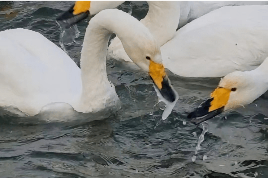 库尔勒这只天鹅嘴被冻住抢不到食_同伴_廖婷婷_审核