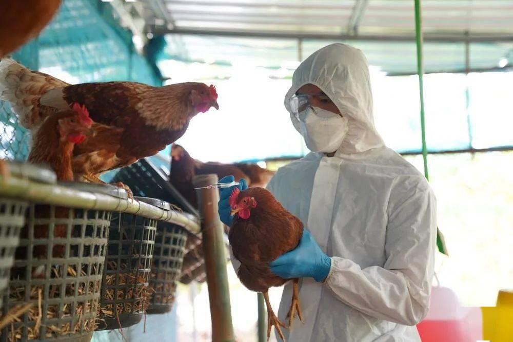 韩国农场发现h5n6禽流感疫情_全罗南道_病例_动物
