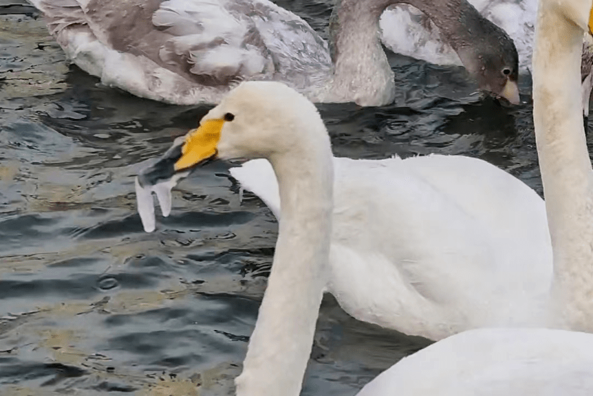 库尔勒这只天鹅嘴被冻住抢不到食_同伴_廖婷婷_审核