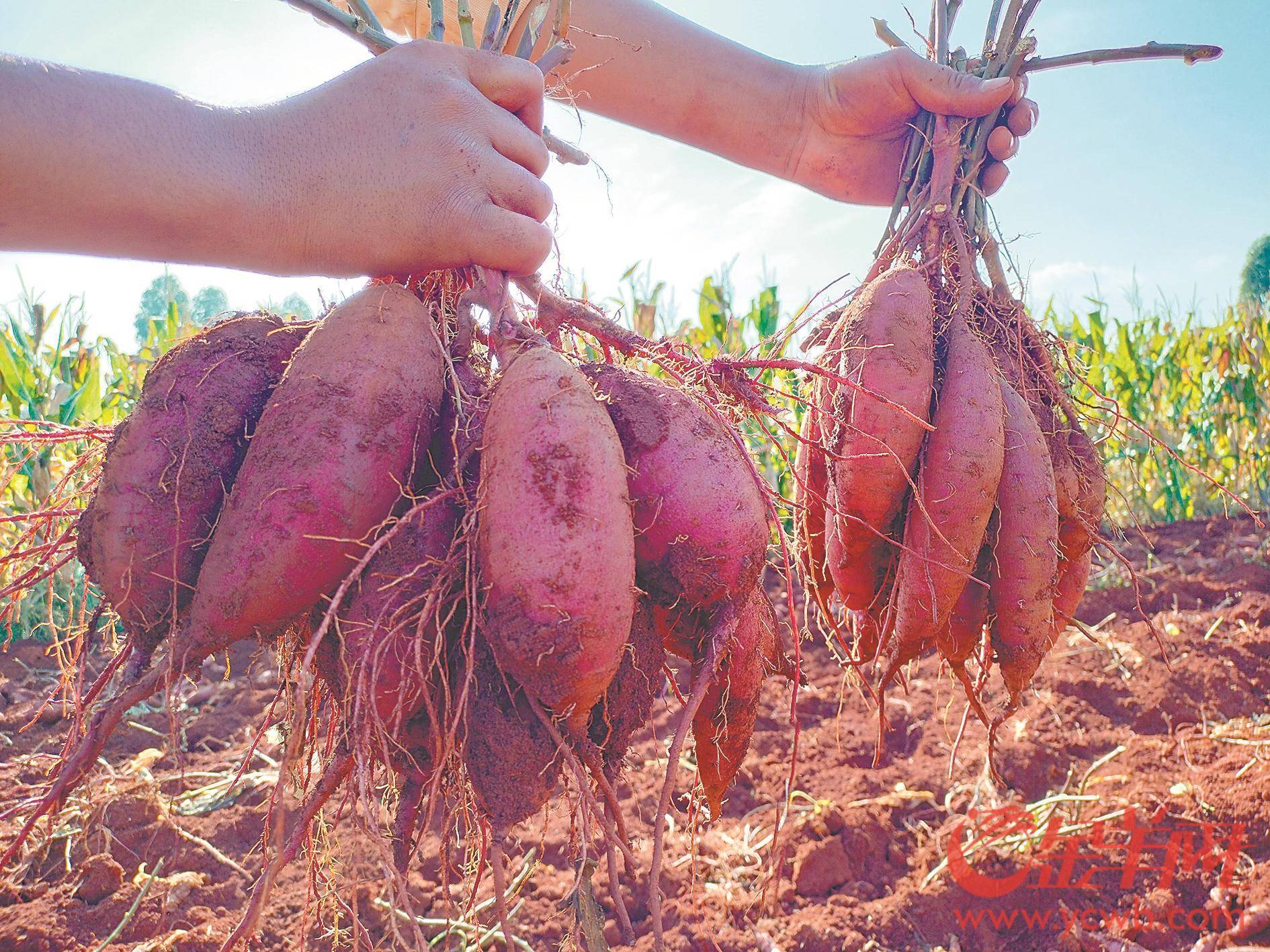 湛江甘薯頻頻