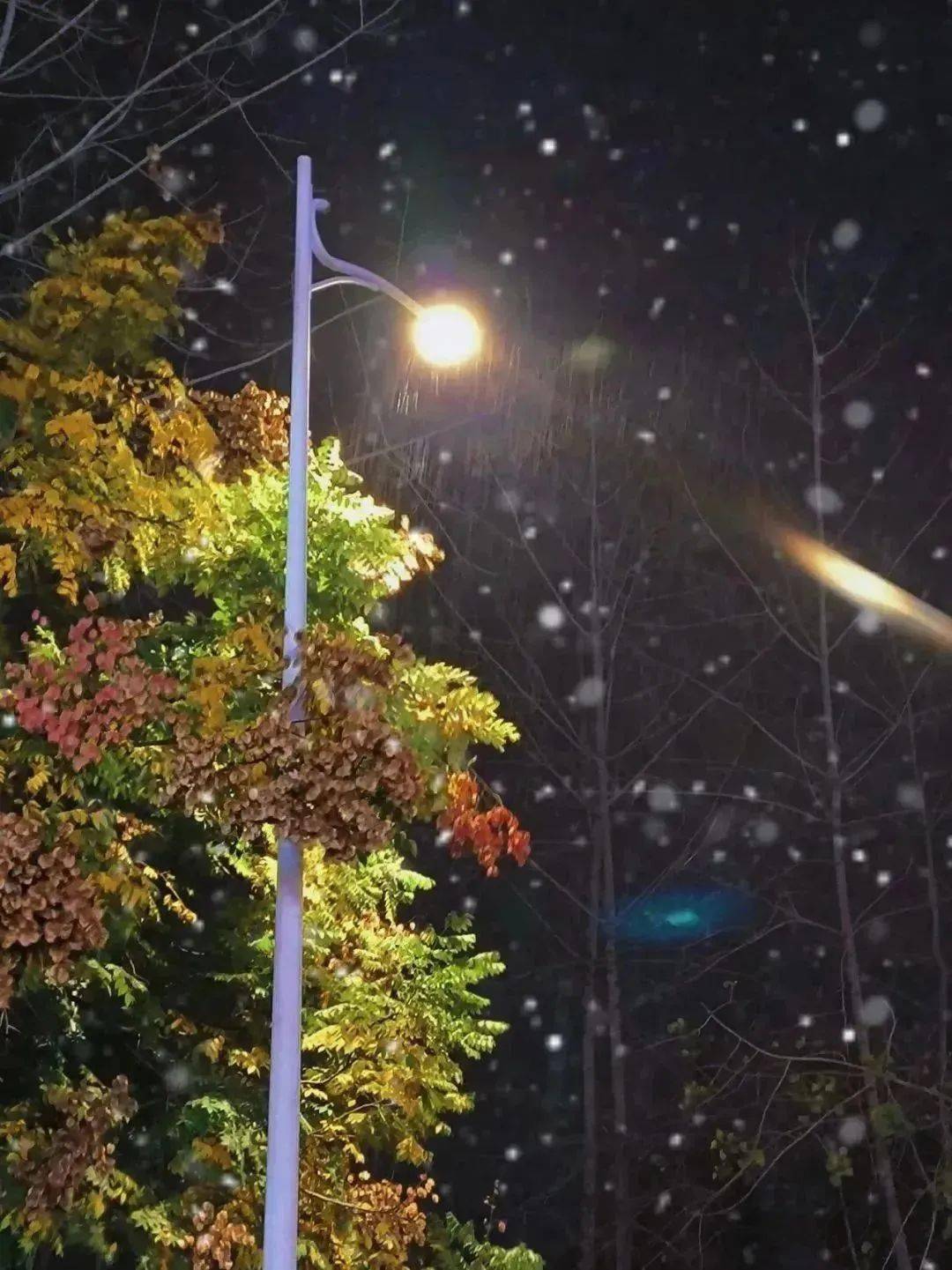 冬季路灯夜晚雪景图片图片