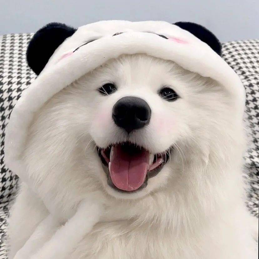 头像| 精选高质量头像_meme