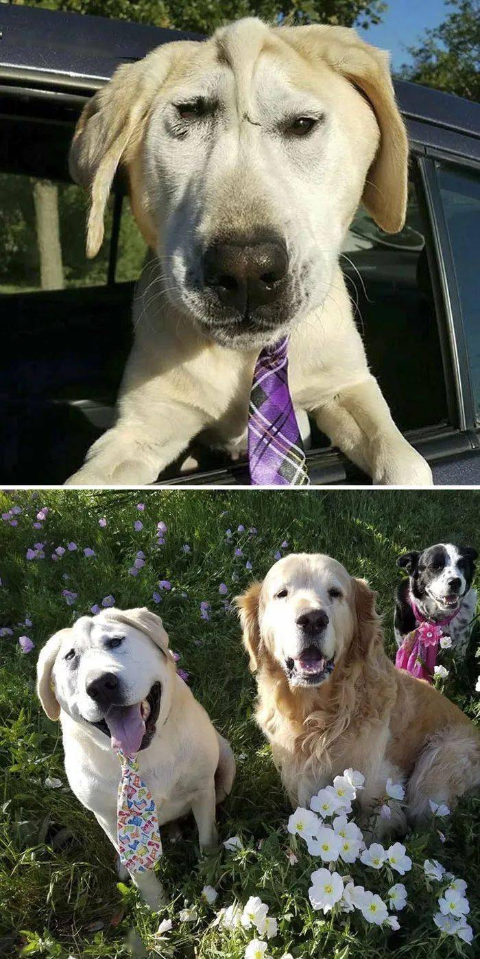 不走寻常路的狗纸！_搜狐网, image size:700x1397