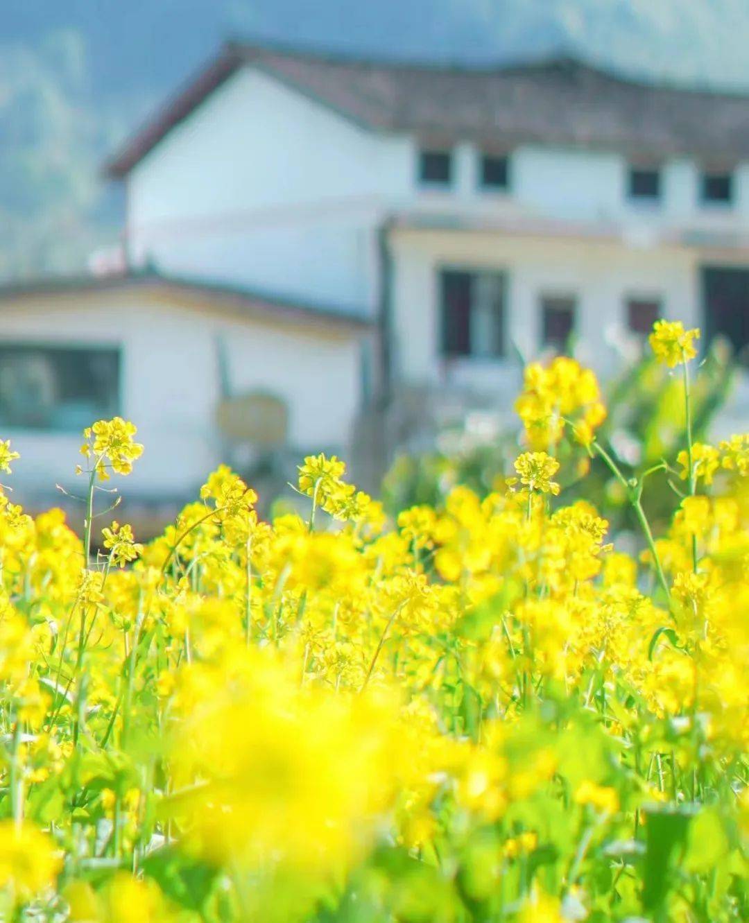 兴义油菜花开花时间图片