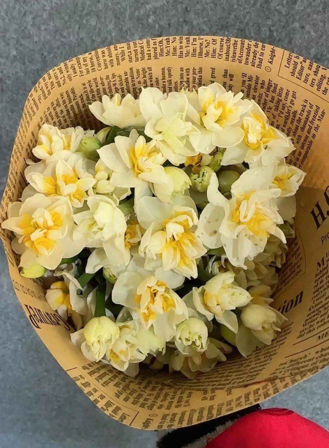 据了解,一般水仙花为单瓣,而崇明水仙则以复瓣花为主,花期一般在15至