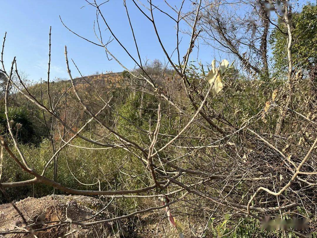 观察一棵树-构树(1)冬至_枝条_叶子_采果子
