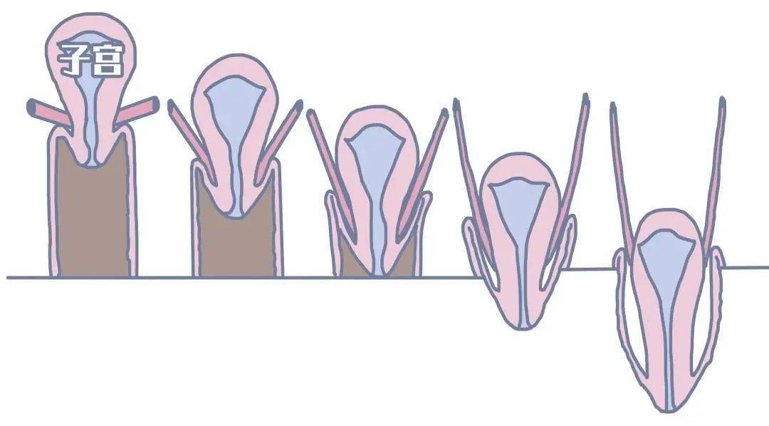 陰道_組織_宮頸