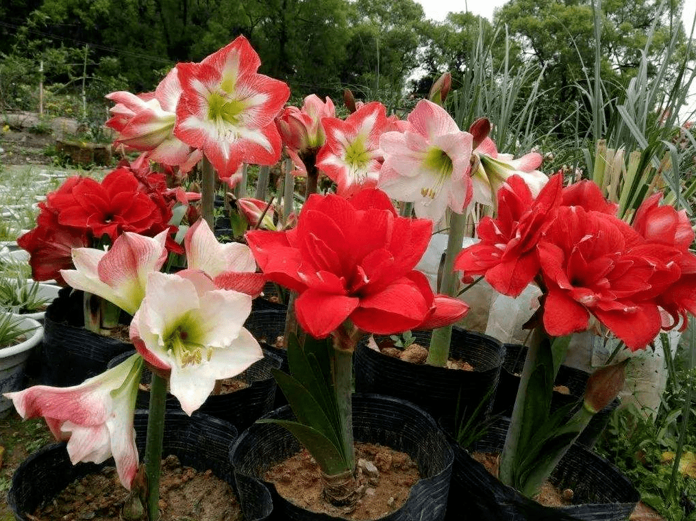 朱頂紅養護的秘密,花朵大如碗口美麗嬌豔,用球根就能