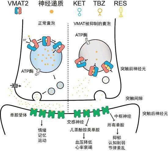 大腦告訴你,要快樂_奧托·洛伊維_蛋白_研究