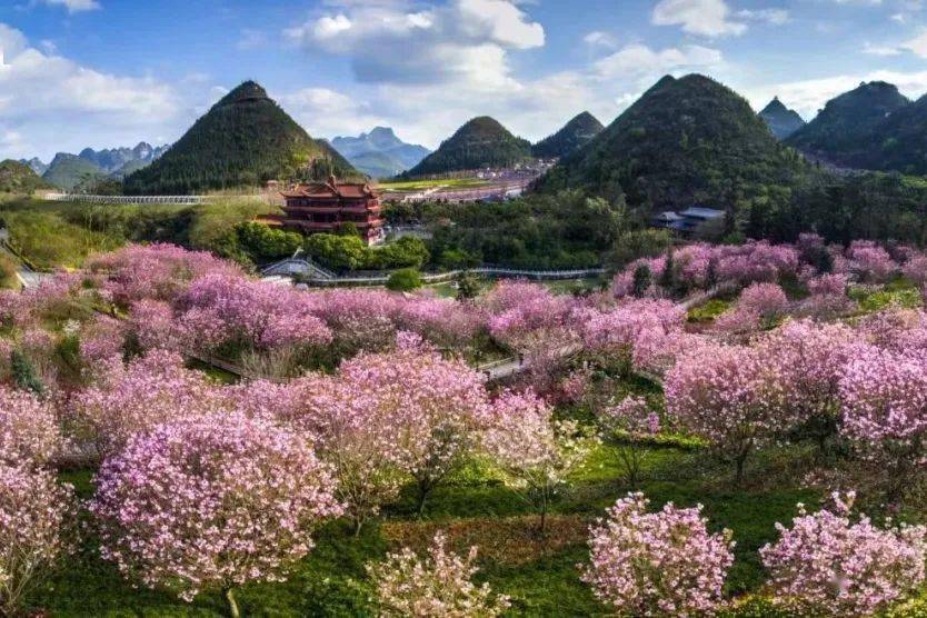 想要在贵州观赏花海,兴义万峰林也是不可错过的一个地方.