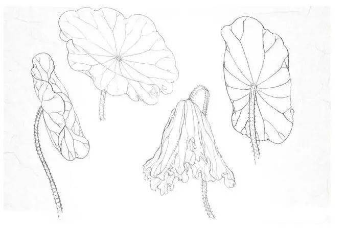 【國畫教程】荷花工筆畫步驟圖解,值得收藏!_花瓣_花頭_荷葉