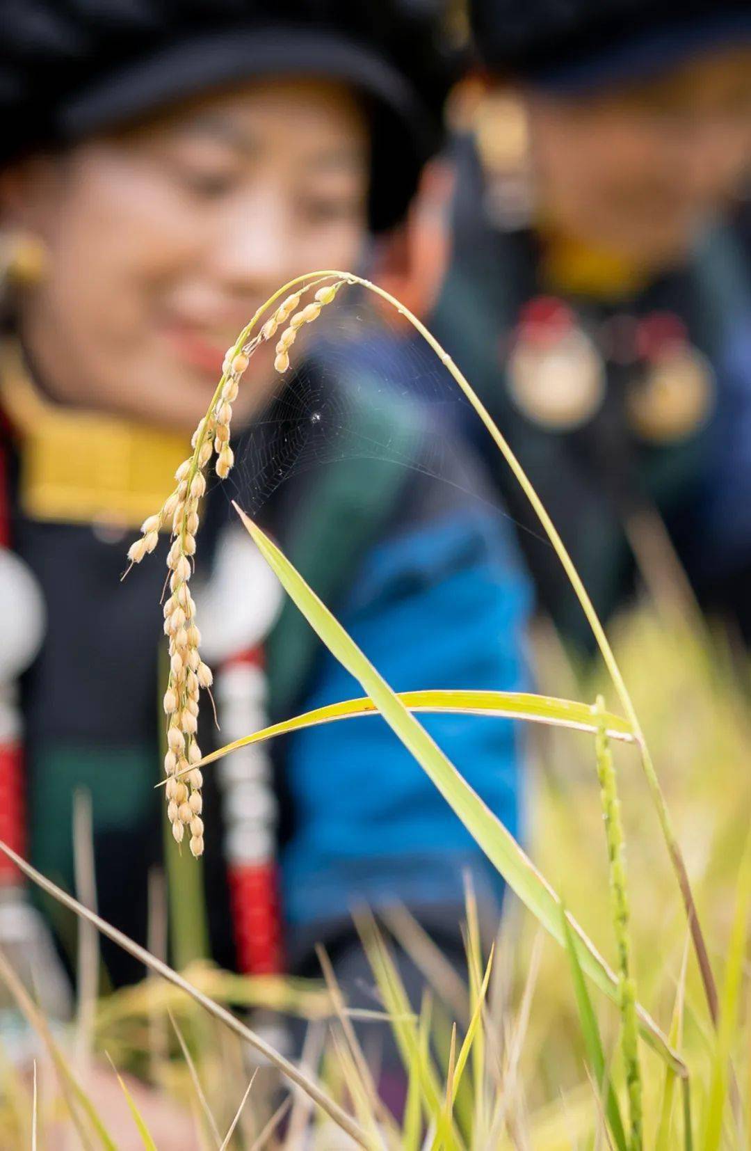 难忘的越西尝新米节