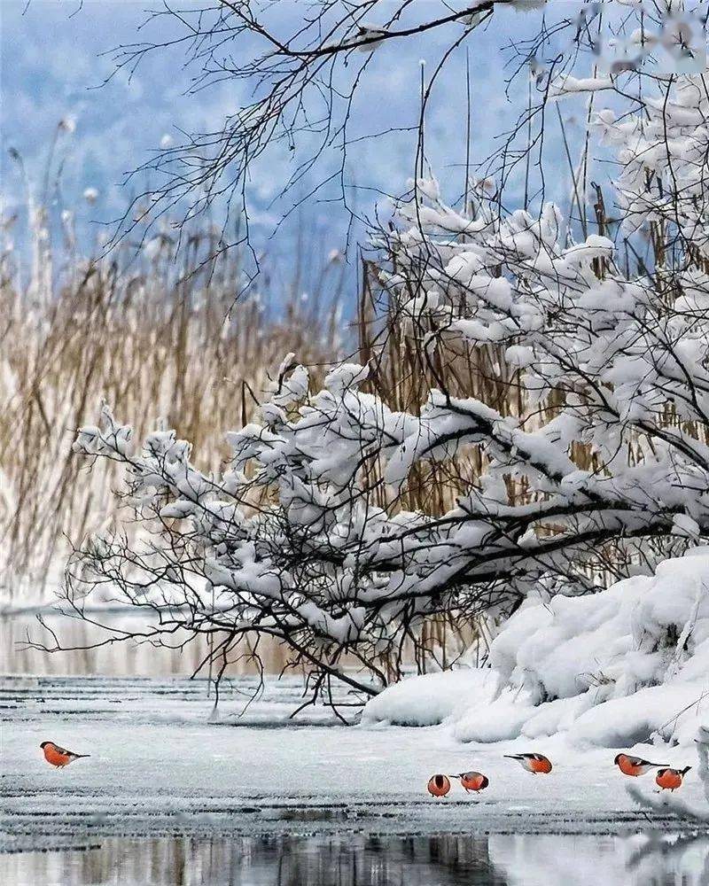 古詩詞裡賞冬雪◇楚文濤_冰雪_白居易_冬日