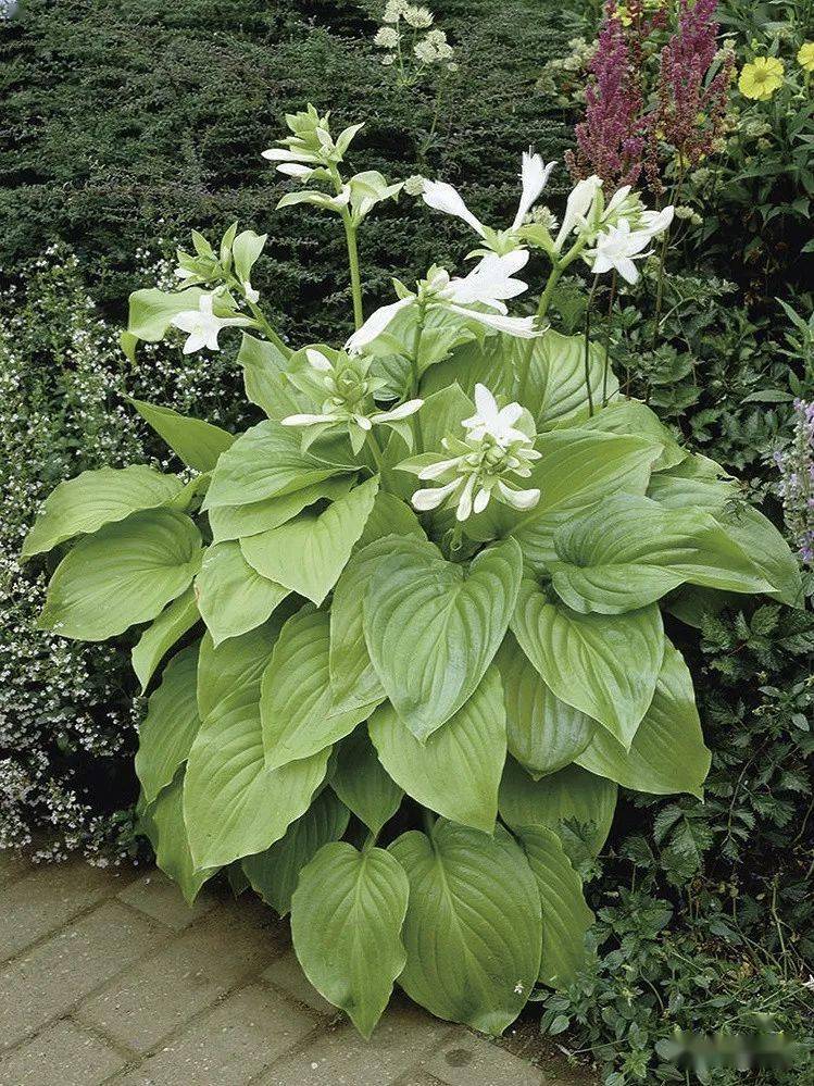 它是清雅别致的"江南第一花"~_玉簪_植物_阳光