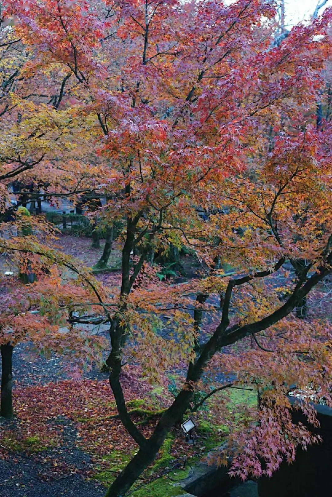 京都紅葉, 一期一會_庭園_寺廟_日本