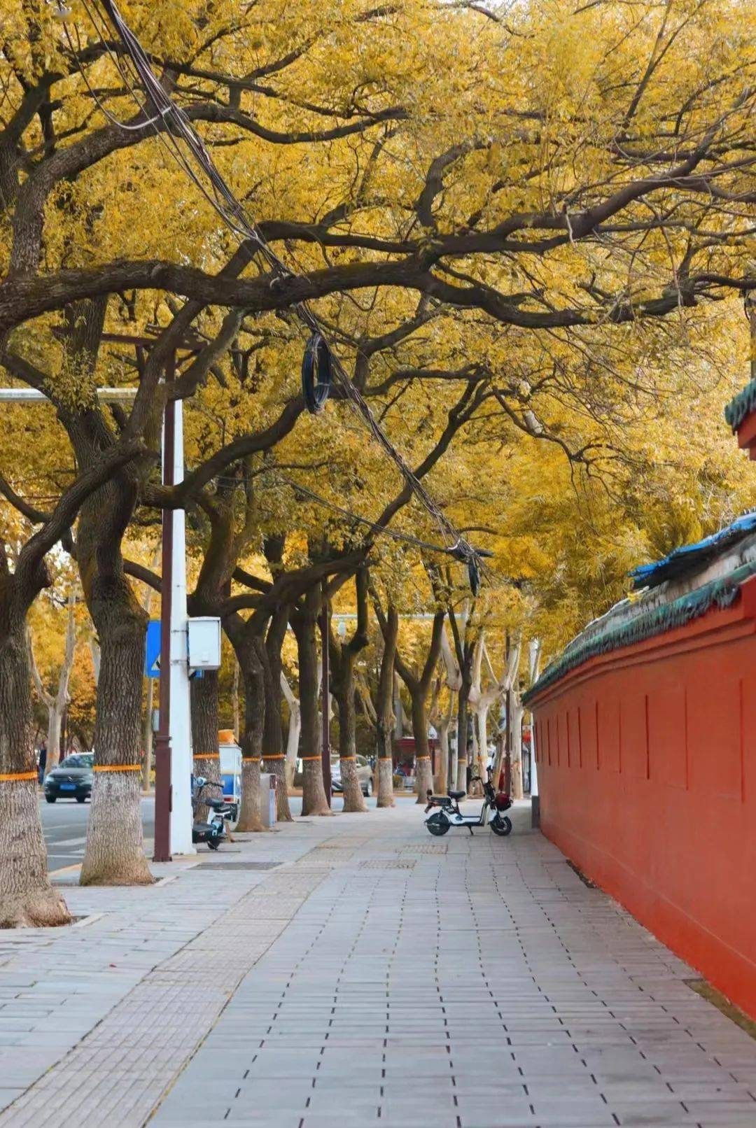 乘坐公交从洞庭北路经过岳阳楼,道路两侧种植数颗梧桐,枝繁叶茂,右侧