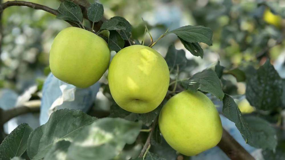 瑞雪苹果挂枝头西北农林科技大学教授赵政阳团队培育的瑞雪是一款绿色