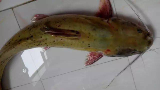 钓上的鱼,身上如黑芝麻,被誉为"四大名鱼"之一_三条_淡水鱼_小时候