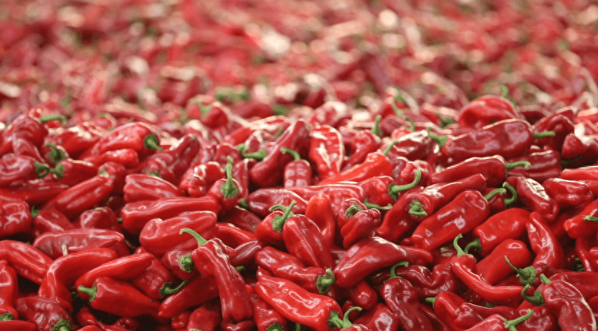 马鞍山辣椒大量上市 保障节日市场供应_和县_蔬菜_种植