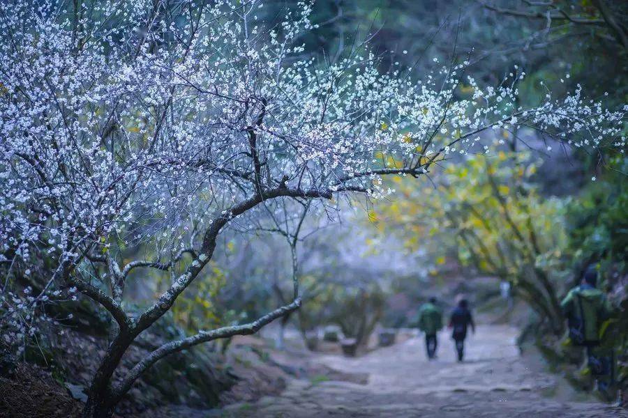 南雄梅花最佳观赏期图片