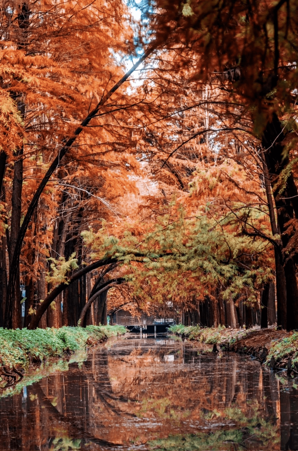 泰州竟然藏着这些"梦幻秘境"~_溱湖_旅游_湿地