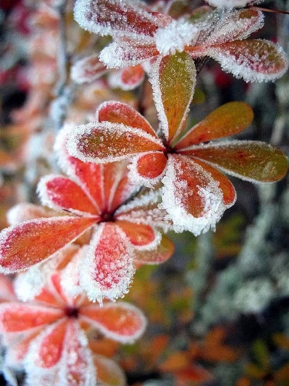 雪中花图片高清图片