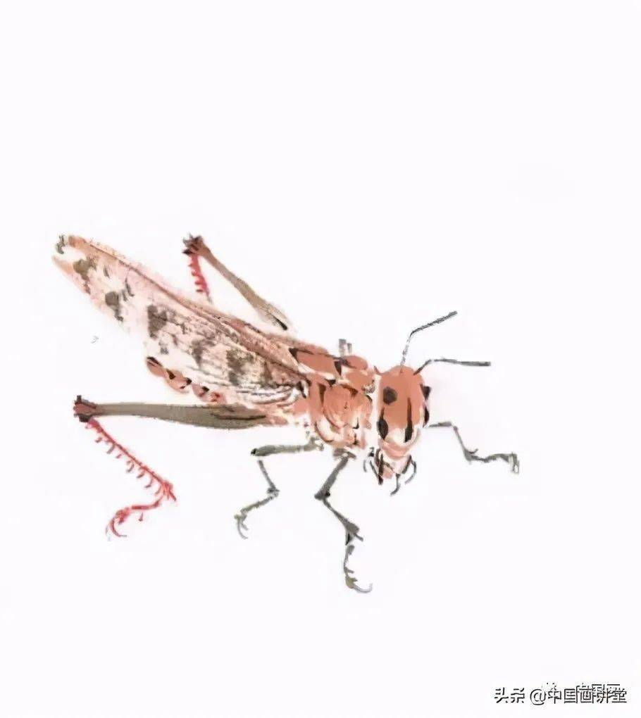 国画写意蚂蚱的画法
