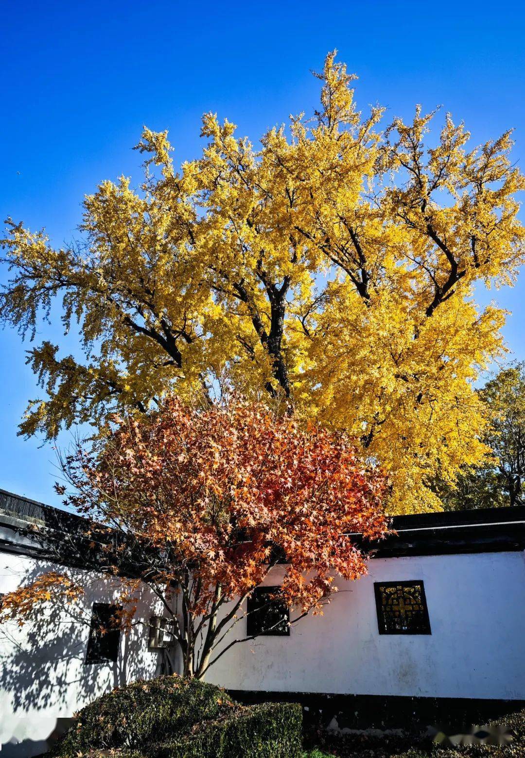 上海:千年古银杏公园_开平_鹰潭_自力村