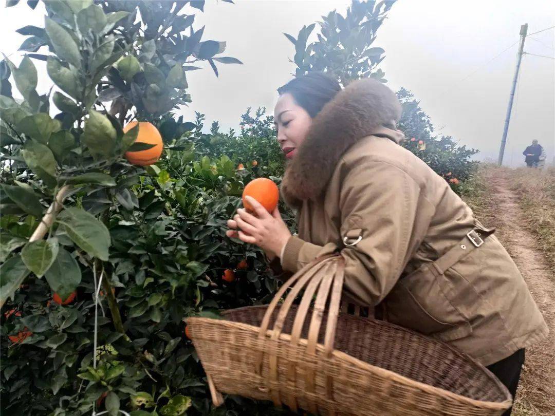 张雪峰说,目前柑橘园面积有100余亩,除了游客前来观光采摘之外,还通过