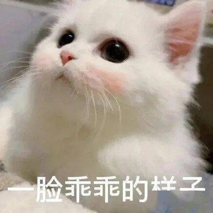超撩人的猫咪情侣表情包 勾引到我了!_公众_il_熊猫头