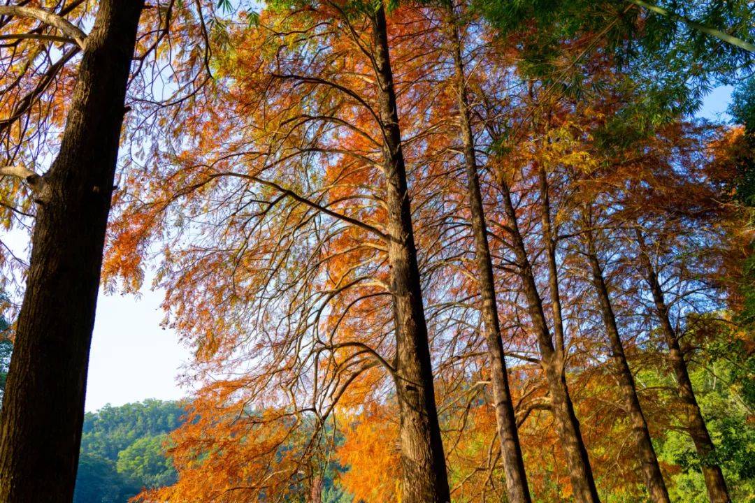 仙湖植物園的落羽杉,紅了→_深圳市_活動_公眾