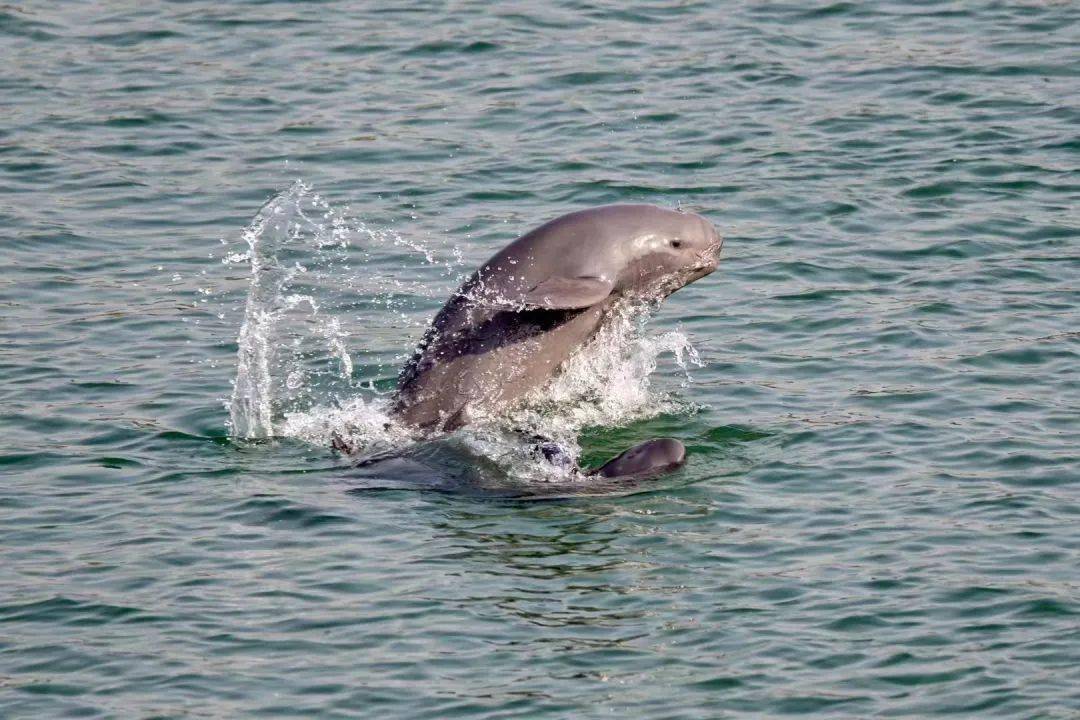 宜昌中华鲟保护区范围内的长江江豚数量呈现明显增长,一些过去的分布