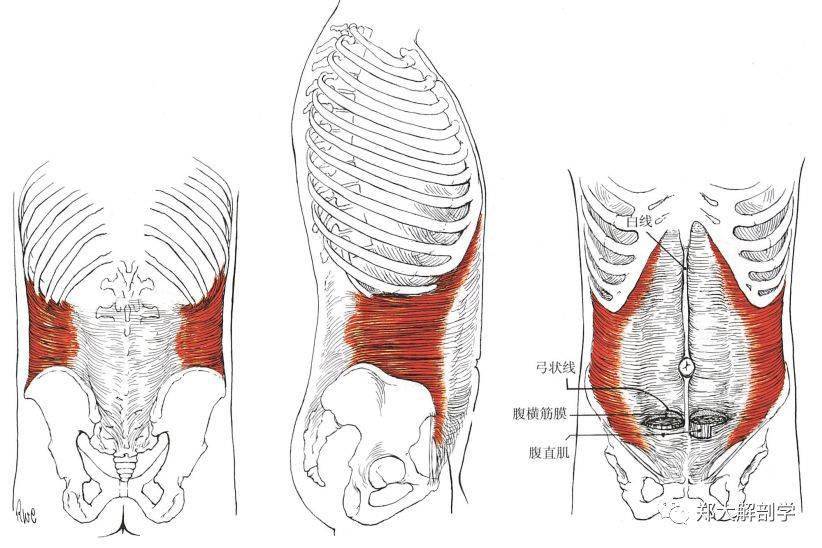 腹部肌肉67評估與解剖學分析_肌纖維_骨盆_脊柱