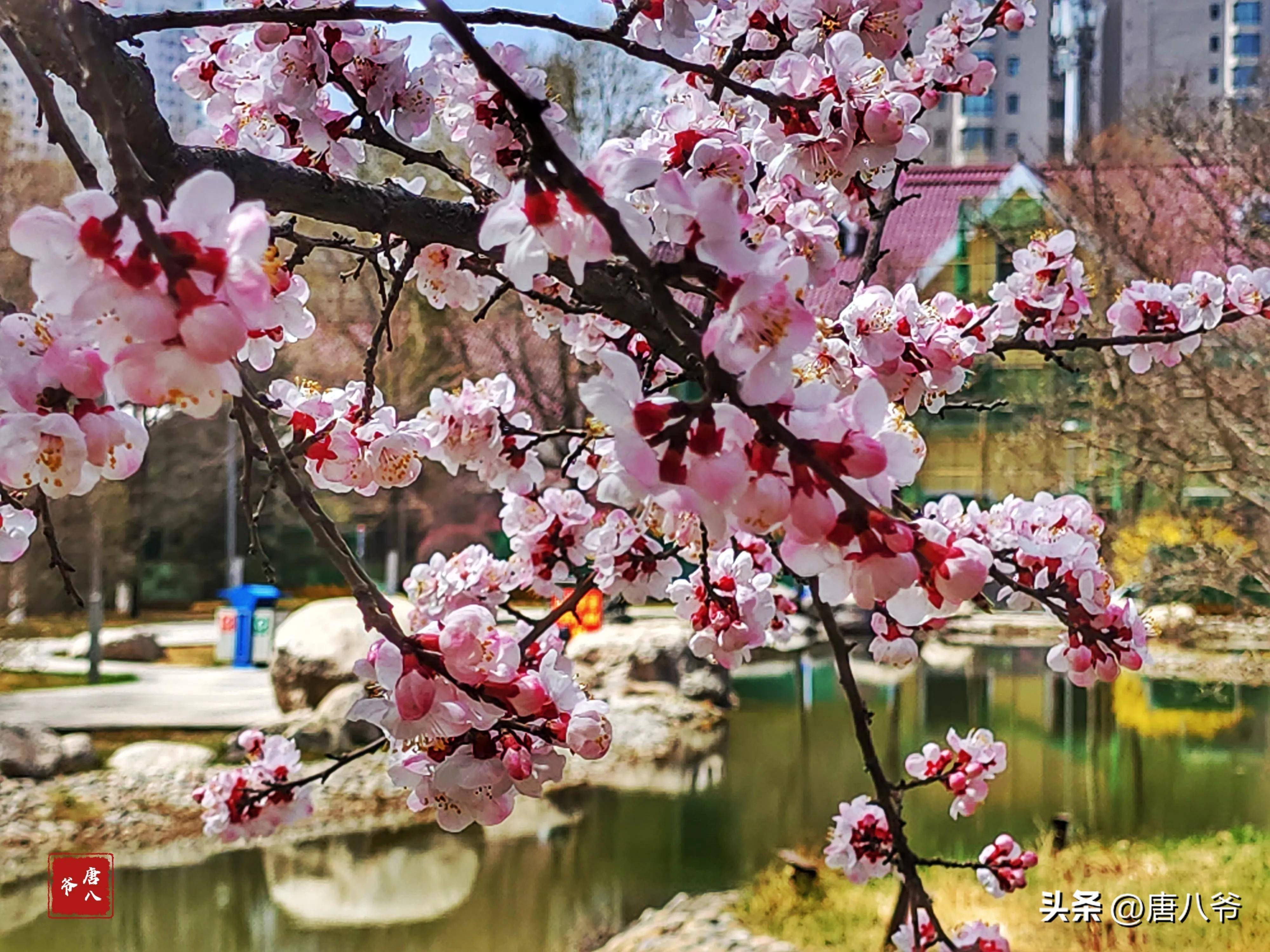 杏花带雨红如火,枝头含笑艳似霞